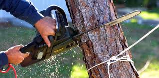 Best Emergency Tree Removal  in Trevorton, PA