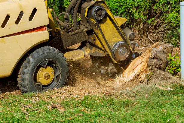Professional Tree Services in Trevorton, PA