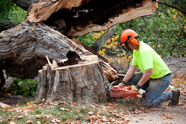 Professional Tree Services in Trevorton, PA