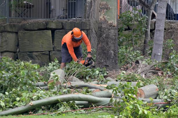 How Our Tree Care Process Works  in  Trevorton, PA